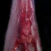 Bloody Babe Body Bag Shaker Halloween Animatronic