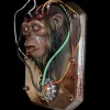 Chop Top Monkey Halloween Prop