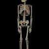 3' Cyclops Skeleton Halloween Prop