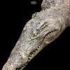 Dilly Crocodile Professional Halloween Prop