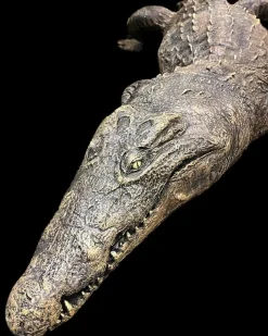 Dilly Crocodile Professional Halloween Prop