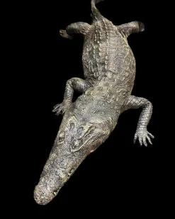 Dilly Crocodile Professional Halloween Prop