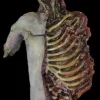 Dismembered Carcass Human Body Skeleton Halloween Prop