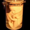 Fetus Replica 7 Month Specimen Jar Halloween Prop