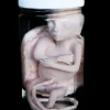 Fetus Replica 5 months Specimen Jar Halloween Prop