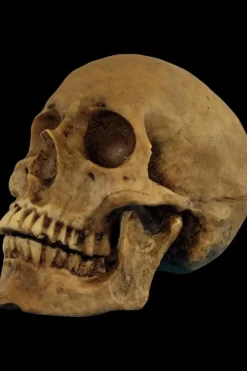 Hard Resin Human Skull - Movable Jaw Halloween Prop