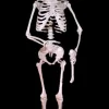 Harvey Posable Life Size Skeleton, 2nd Class