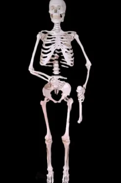Harvey Posable Life Size Skeleton, 2nd Class