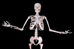 Harvey Posable Life Size Skeleton, 2nd Class