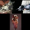 HD Signature Puppets Costume Prop Accesories - Package Deal