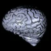 Human Brain Haunted House Prop