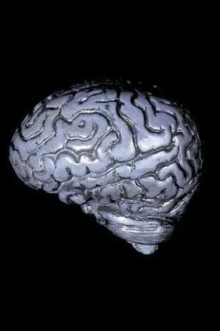 Human Brain Haunted House Prop