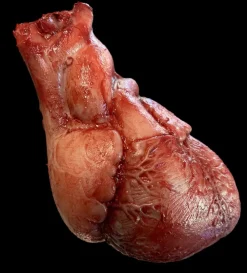 Human Heart Silicone Human Body Part Halloween Prop
