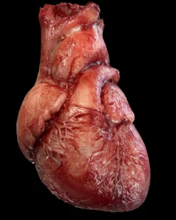 Human Heart Silicone Human Body Part Halloween Prop