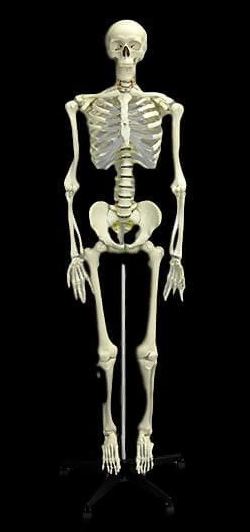 Human Skeleton Deluxe Movie Quality Halloween Prop