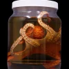 Large Octopus Replica Specimen Jar Halloween Prop