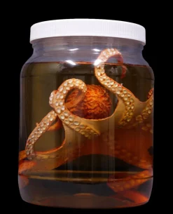 Large Octopus Replica Specimen Jar Halloween Prop