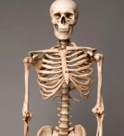 Life-Size Aged Skeleton