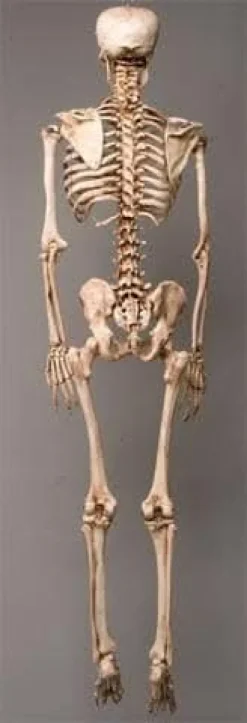 Life-Size Aged Skeleton