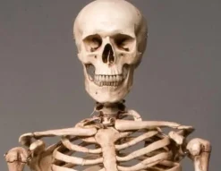 Life-Size Aged Skeleton