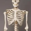Life- Size Skeleton