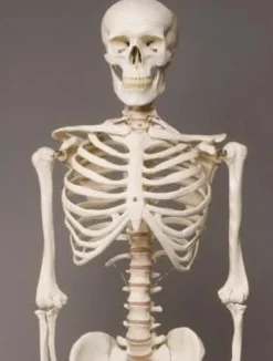Life- Size Skeleton