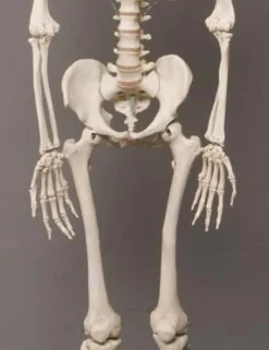 Life- Size Skeleton