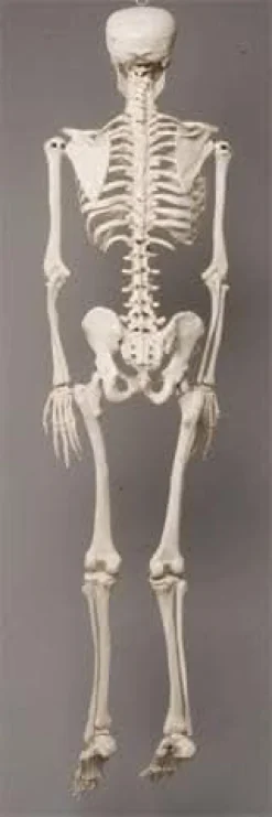 Life- Size Skeleton