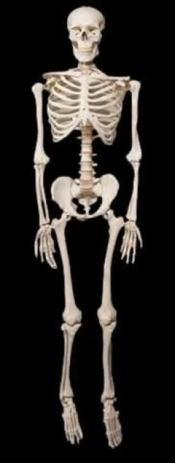 Life- Size Skeleton