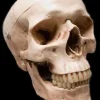 Life-Size Skull - Aged 2nd Class Halloween Prop