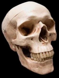 Life-Size Skull - Aged 2nd Class Halloween Prop