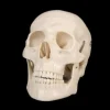 Life-Size Skull - 1st Class Halloween Prop