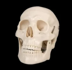 Life-Size Skull - 1st Class Halloween Prop
