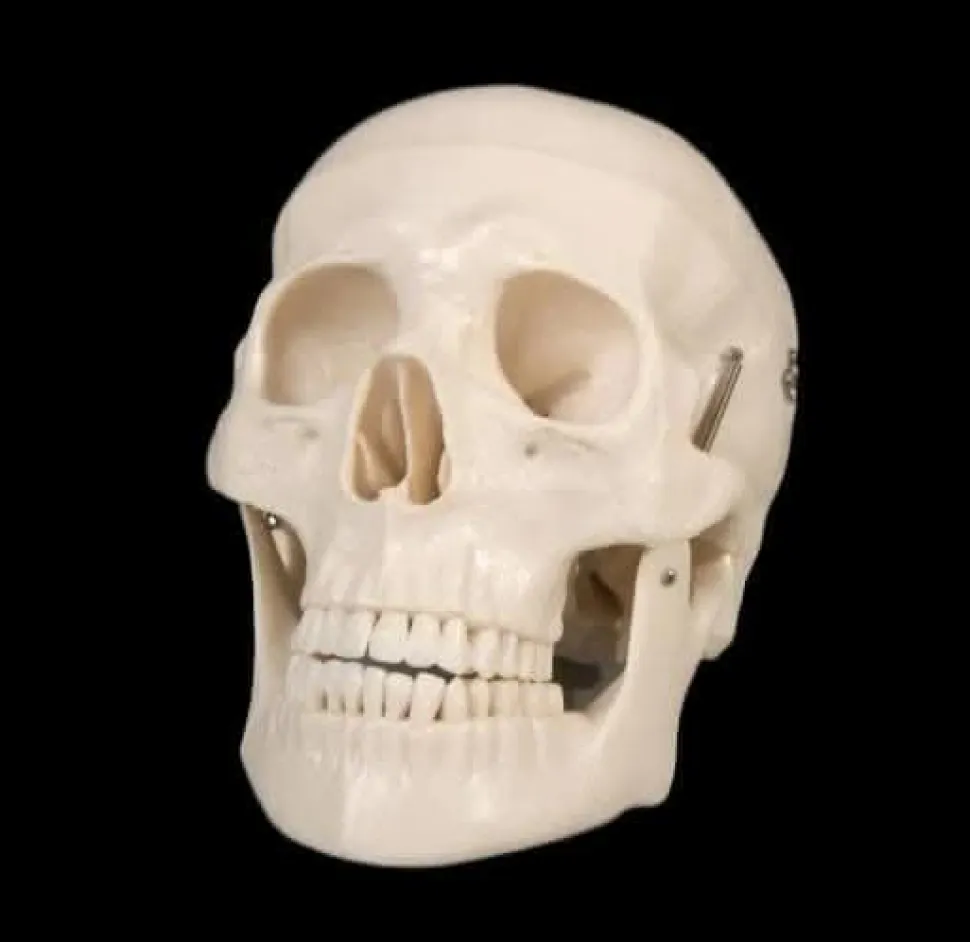 Life-Size Skull - 1st Class Halloween Prop