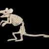 Mouse Skeleton Animal Prop