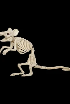 Mouse Skeleton Animal Prop