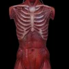 Muscle Torso Skin Halloween Prop