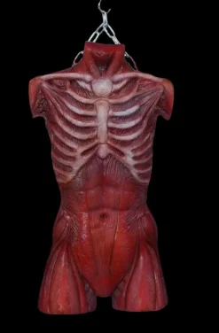 Muscle Torso Skin Halloween Prop