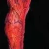 Peeled Flesh - Left Leg Human Body Part Halloween Prop