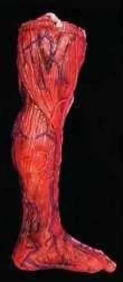 Peeled Flesh - Left Leg Human Body Part Halloween Prop