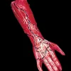 Peeled Flesh - Right Arm Human Body Part Halloween Prop