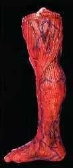 Peeled Flesh - Right Leg Human Body Part Halloween Prop