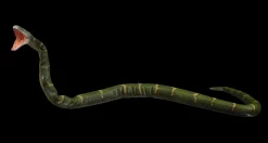 Posable Boa Snake Professional Halloween Prop