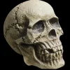 Realistic Rotting Skull Halloween Prop