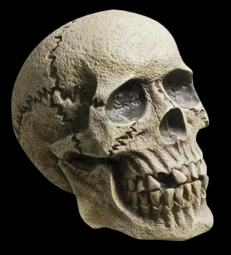 Realistic Rotting Skull Halloween Prop