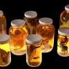 Replica Speciment Jar Assortment Halloween Prop Combo