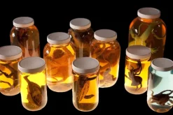 Replica Speciment Jar Assortment Halloween Prop Combo