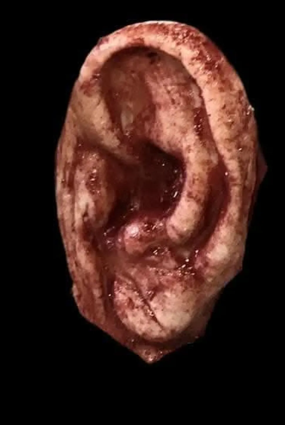 Severed Ear Halloween Prop