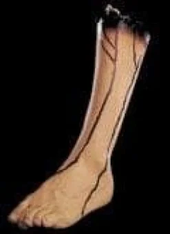 Severed Left Leg Bloody Human Body Part Prop