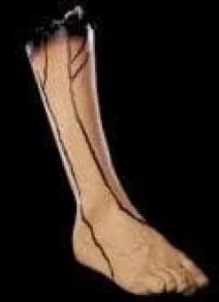 Severed Right Leg Bloody Body Part Halloween Prop